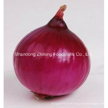 Red and Yellow Onion in Good Quality